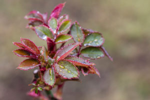 Young rose leaves with dew drops Young rose leaves with dew drops